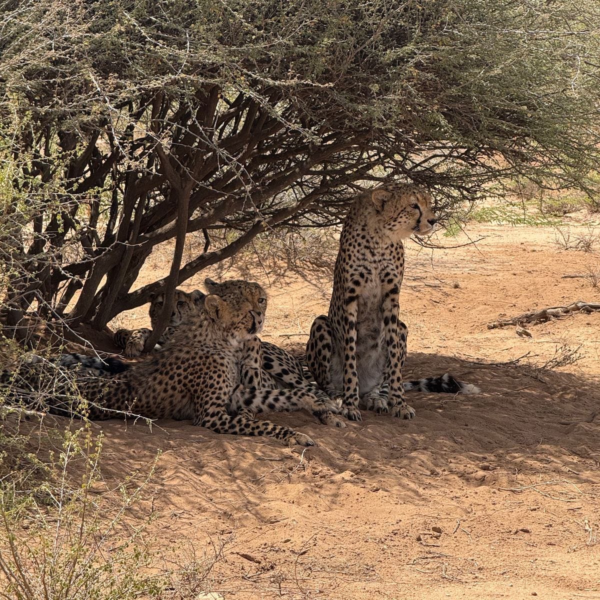 Cheetah sanctuary Somaliland Cheetah sanctuary Somaliland