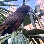 The Kākā by Bernard Hickey