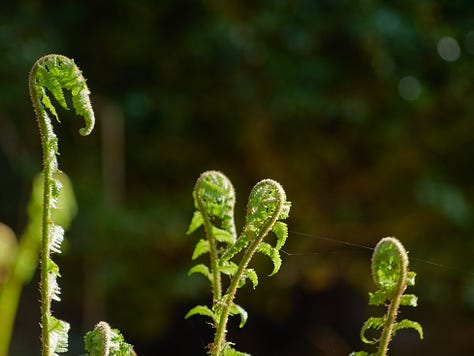A series of photographs featuring plants and flora finding unusual places to grow