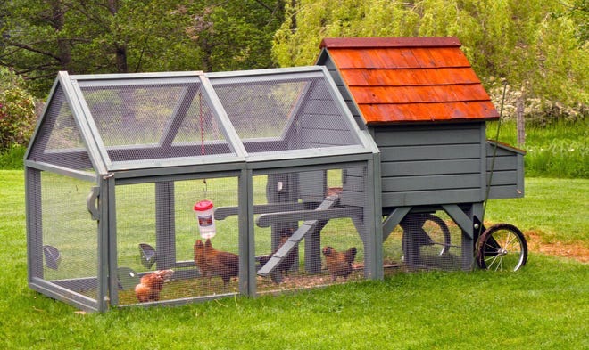 Chickens can be helpful - and challenging - for gardeners