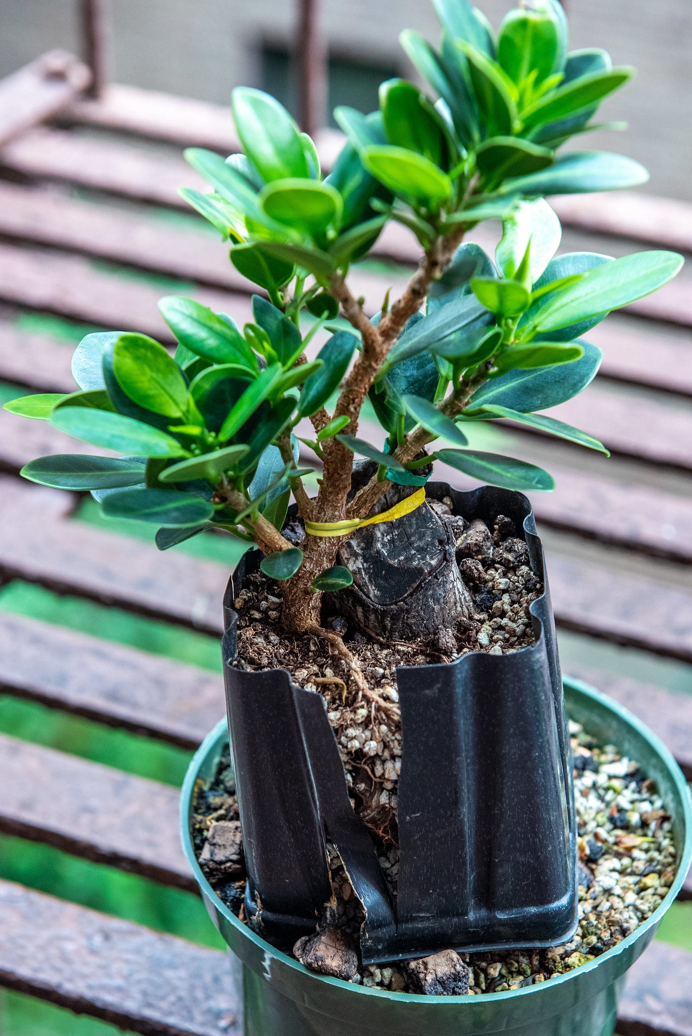 ID: Strangler fig cutting growing out of a dead bonsai trunk in a nursery pot with a second nursery pot stacked as a collar.