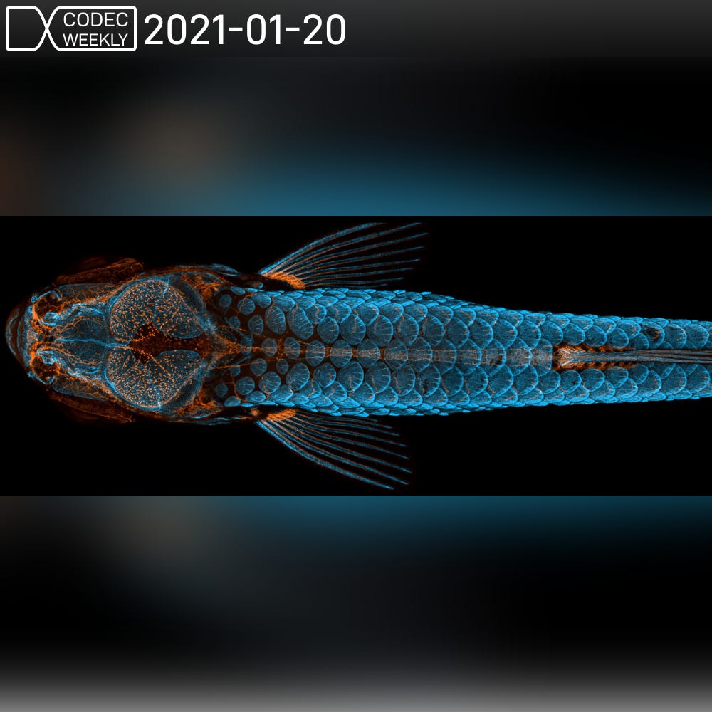 斑馬魚