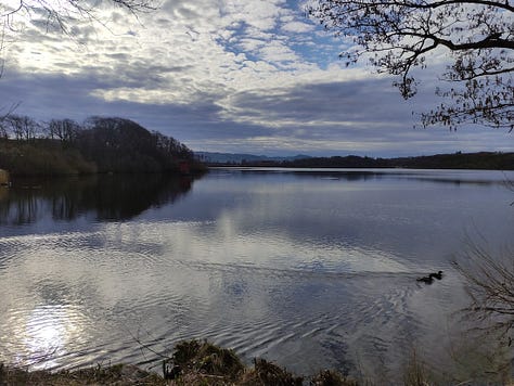 Views of a wide gravelled path, bordered by thin trees, and one of the lake
