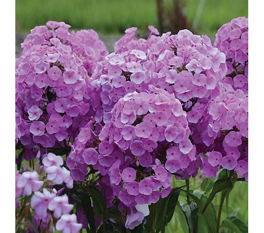 de Jager Fantastic Fashionably Early Phlox x 3