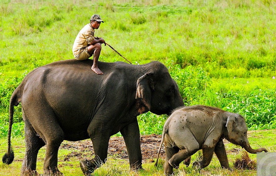 Elephant and mahout, Kaziranga, Assam, | Stock Photo