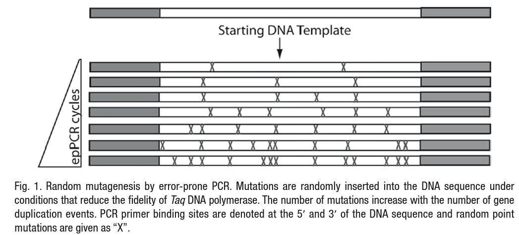 PCR مستعد خطا
