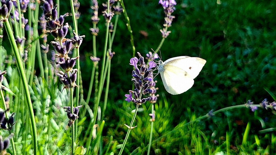 A small white butterfly feeding on lavender