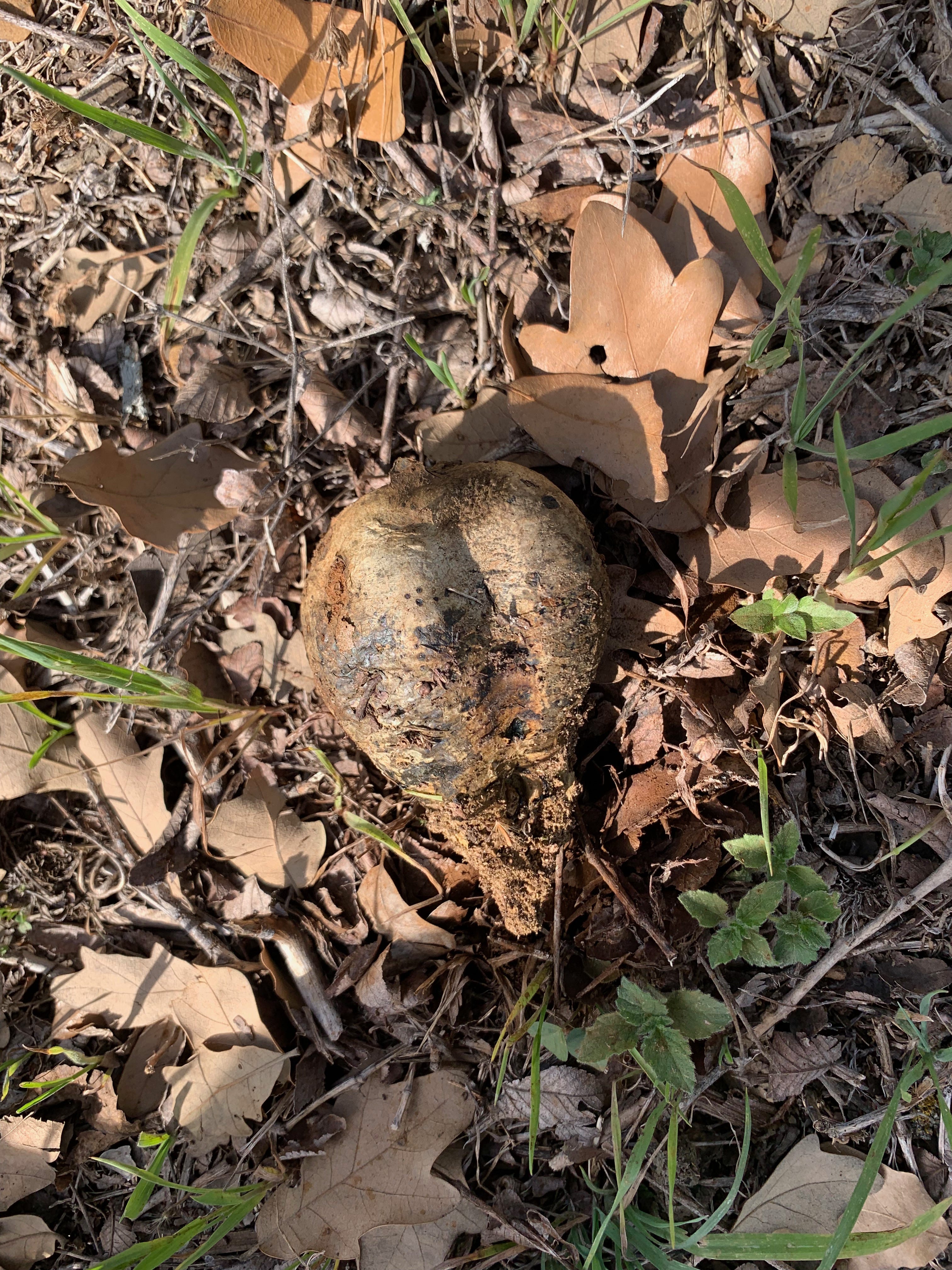 Desperately Seeking Fungi - by Chuck Eddy - Poplar Mucilage