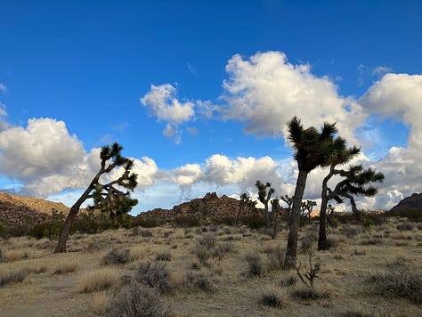 Photos of Joshua Tree National Park