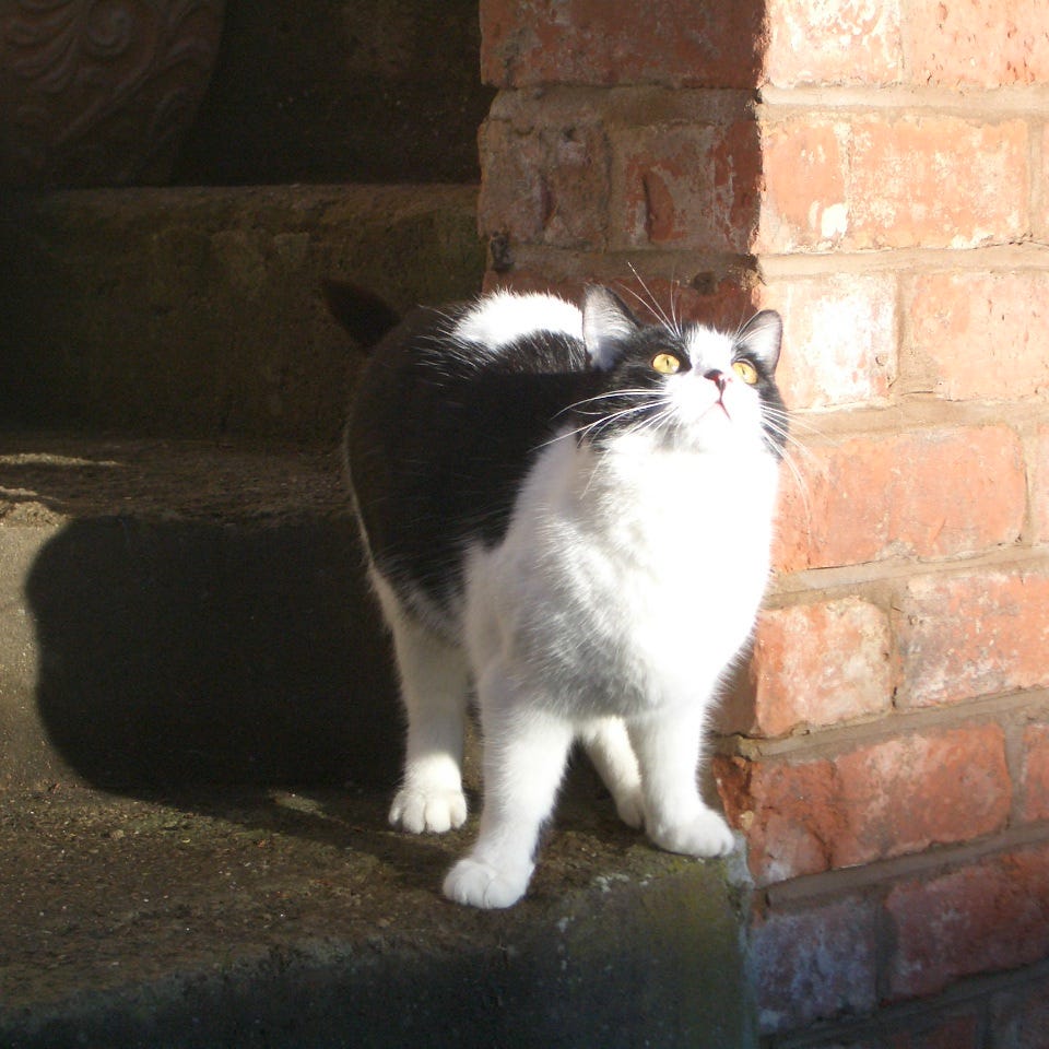 Krisztina’s Substack