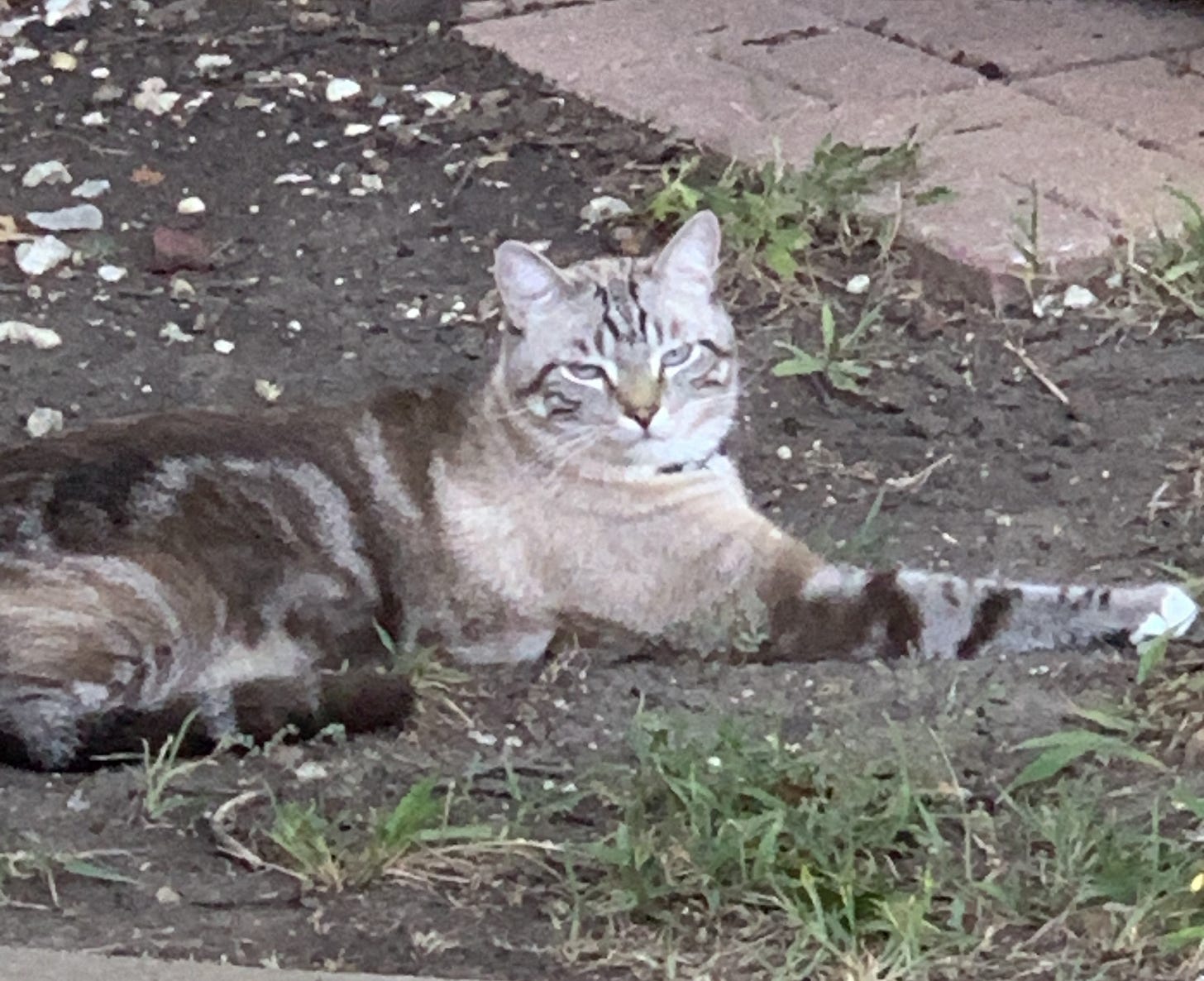 Parker lies on the dirt surrounded by patches of grass. One of his legs is stretched out straight, while his tail rests beside him. His relaxed pose shows him enjoying the outdoors, with his light blue eyes and dark striped head visible as he rests in the natural setting. Parker lies on the dirt surrounded by patches of grass. One of his legs is stretched out straight, while his tail rests beside him. His relaxed pose shows him enjoying the outdoors, with his light blue eyes and dark striped head visible as he rests in the natural setting.