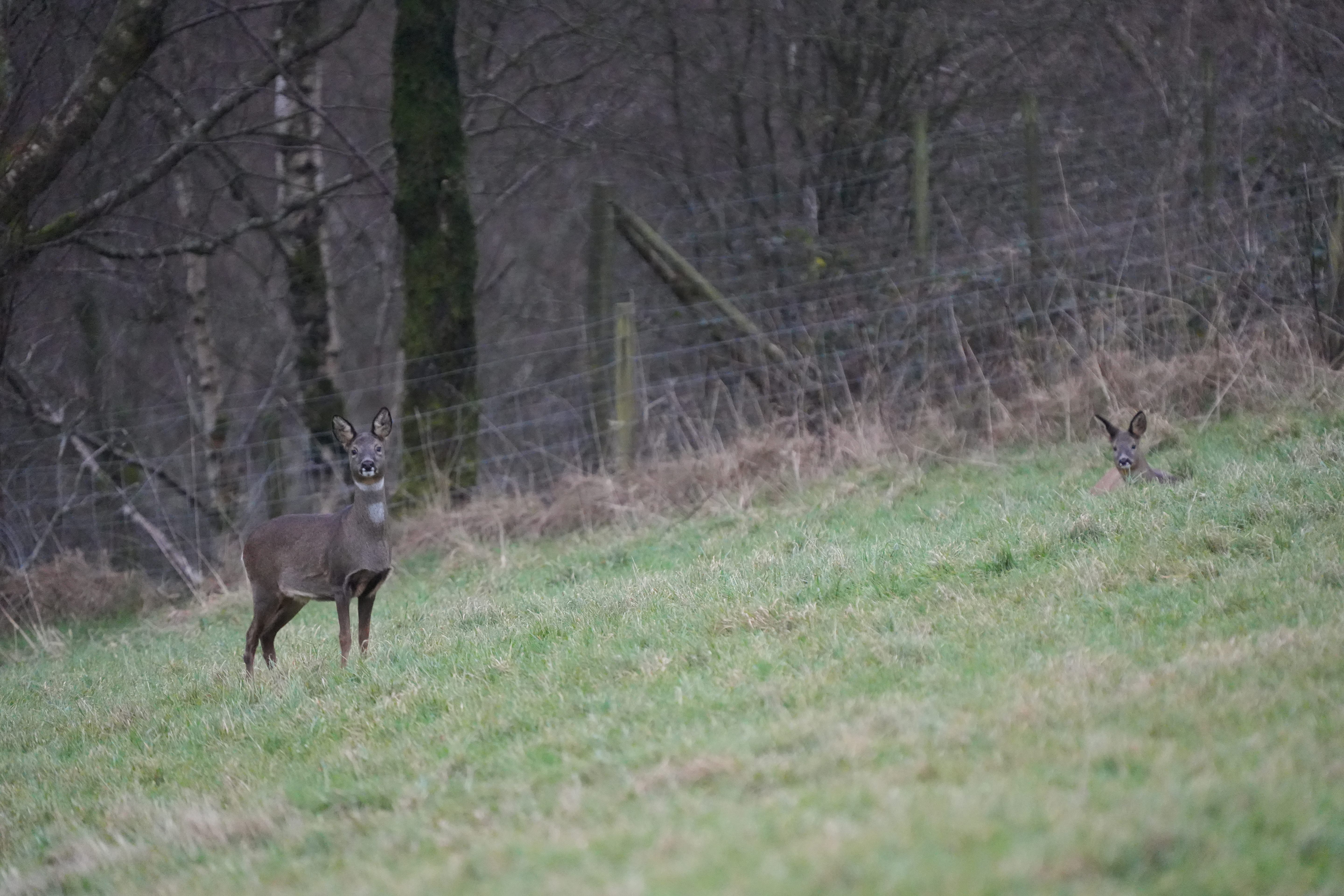 European roe deer | Capreolus capreolus in grass