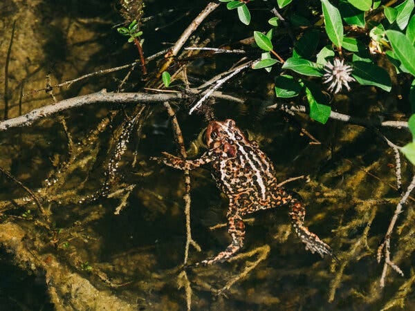 A brown and black patterned toad floats partially submerged in shallow water. Submerged branches and green leaves are visible.