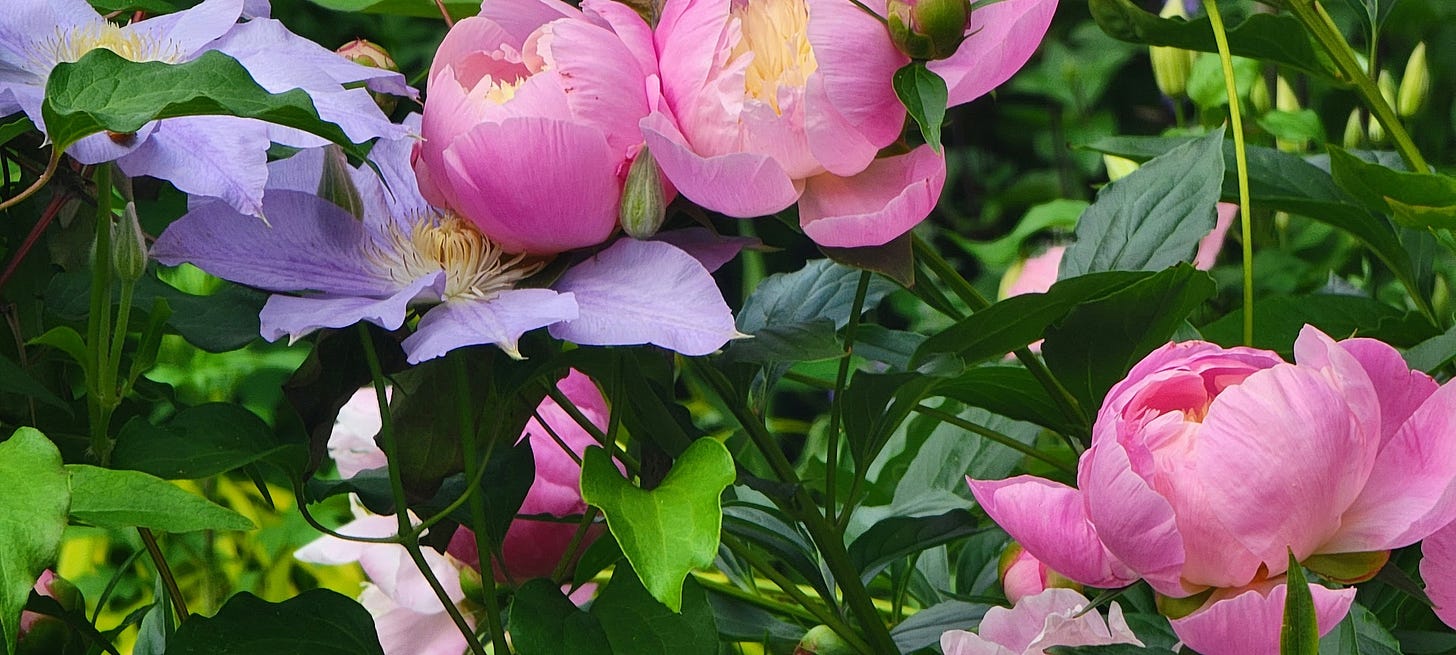An image of pink and purple flowers cradling each other