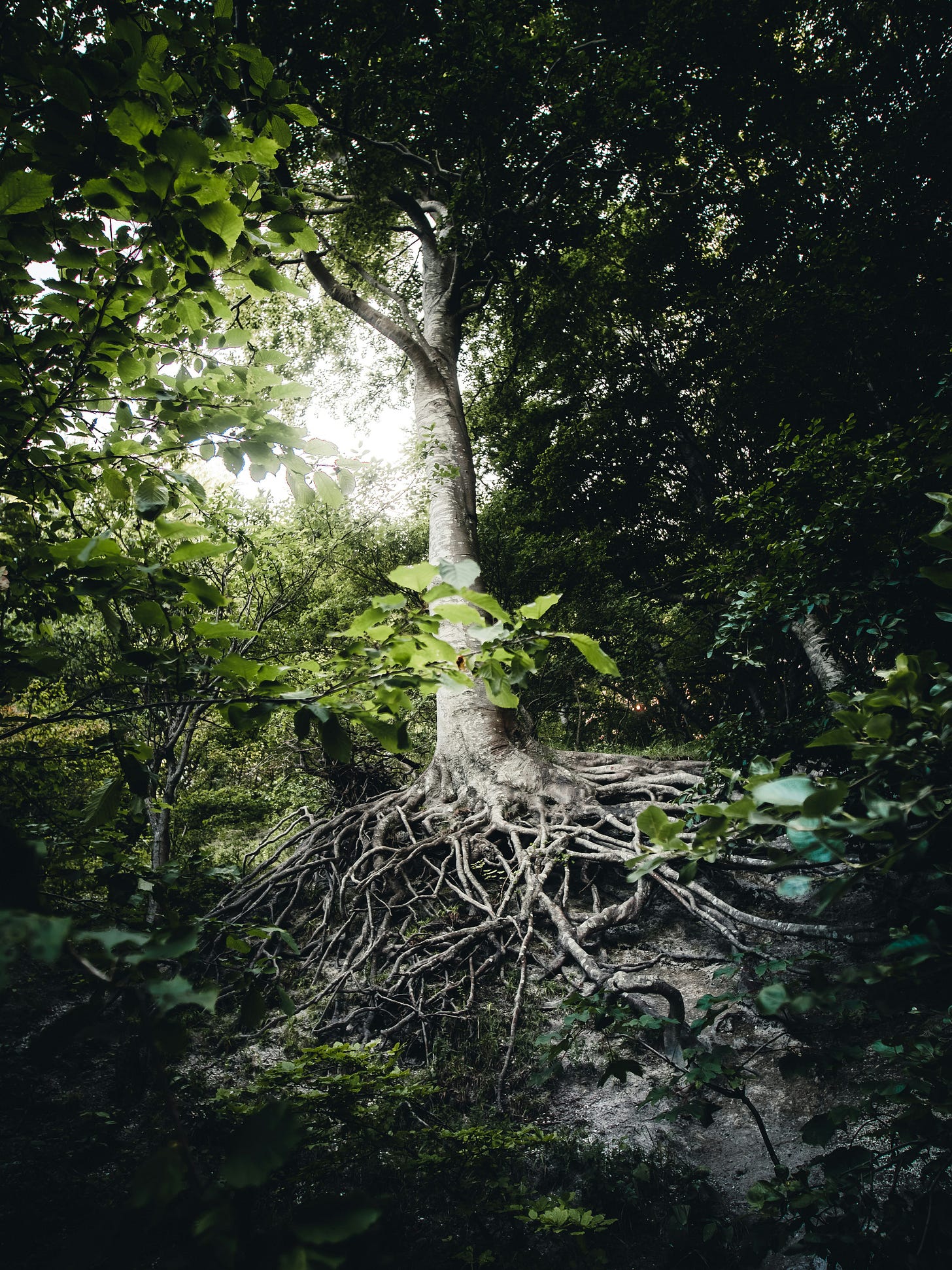 A tree with exposed roots clinging to rock, standing steady beneath a shaded forest canopy as light filters through the leaves.