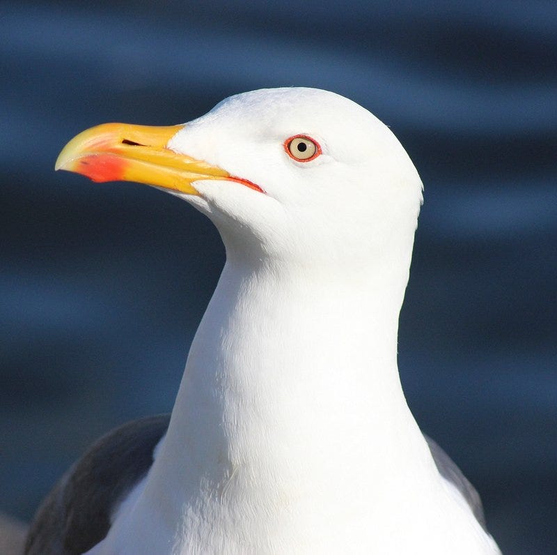 Seagull face close up. Free | Free Photo - rawpixel Seagull face close up. Free | Free Photo - rawpixel