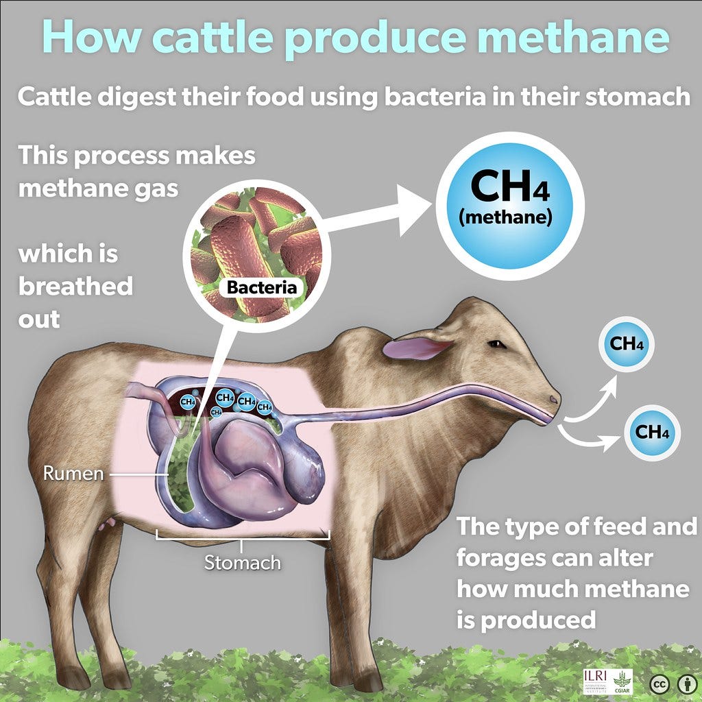 How cattle produce methane | Simplified version of flic.kr/p… | Flickr