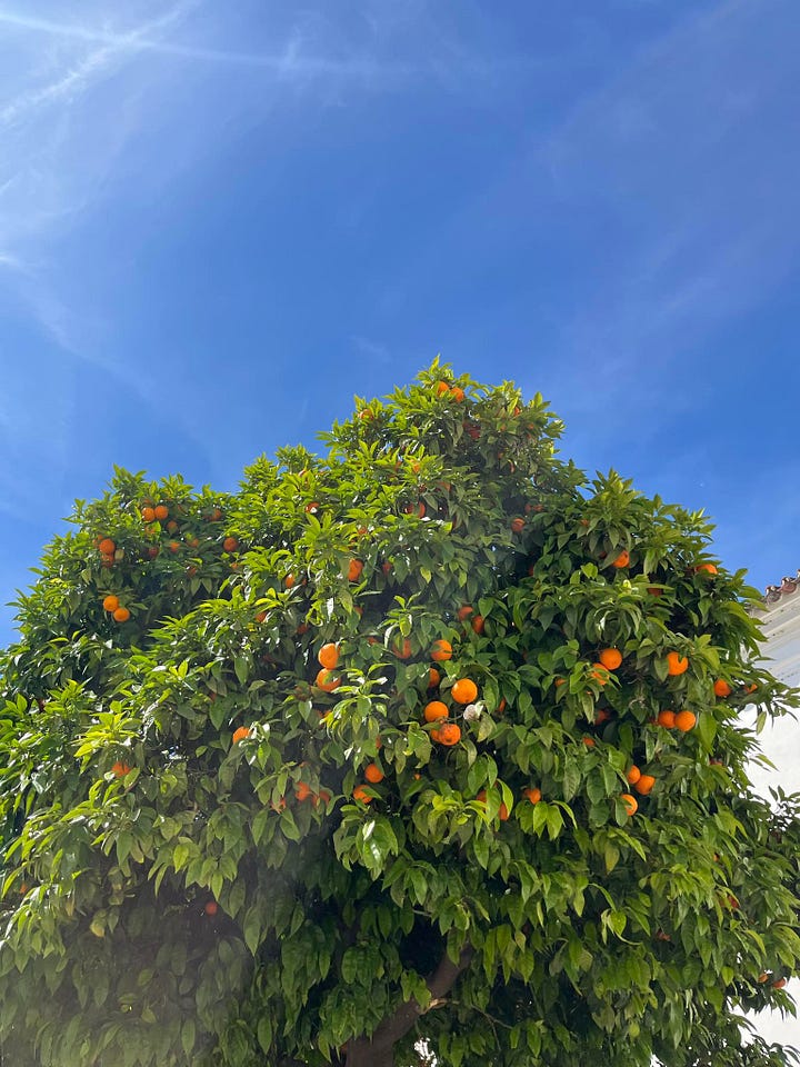 Pomarańcze w Faro