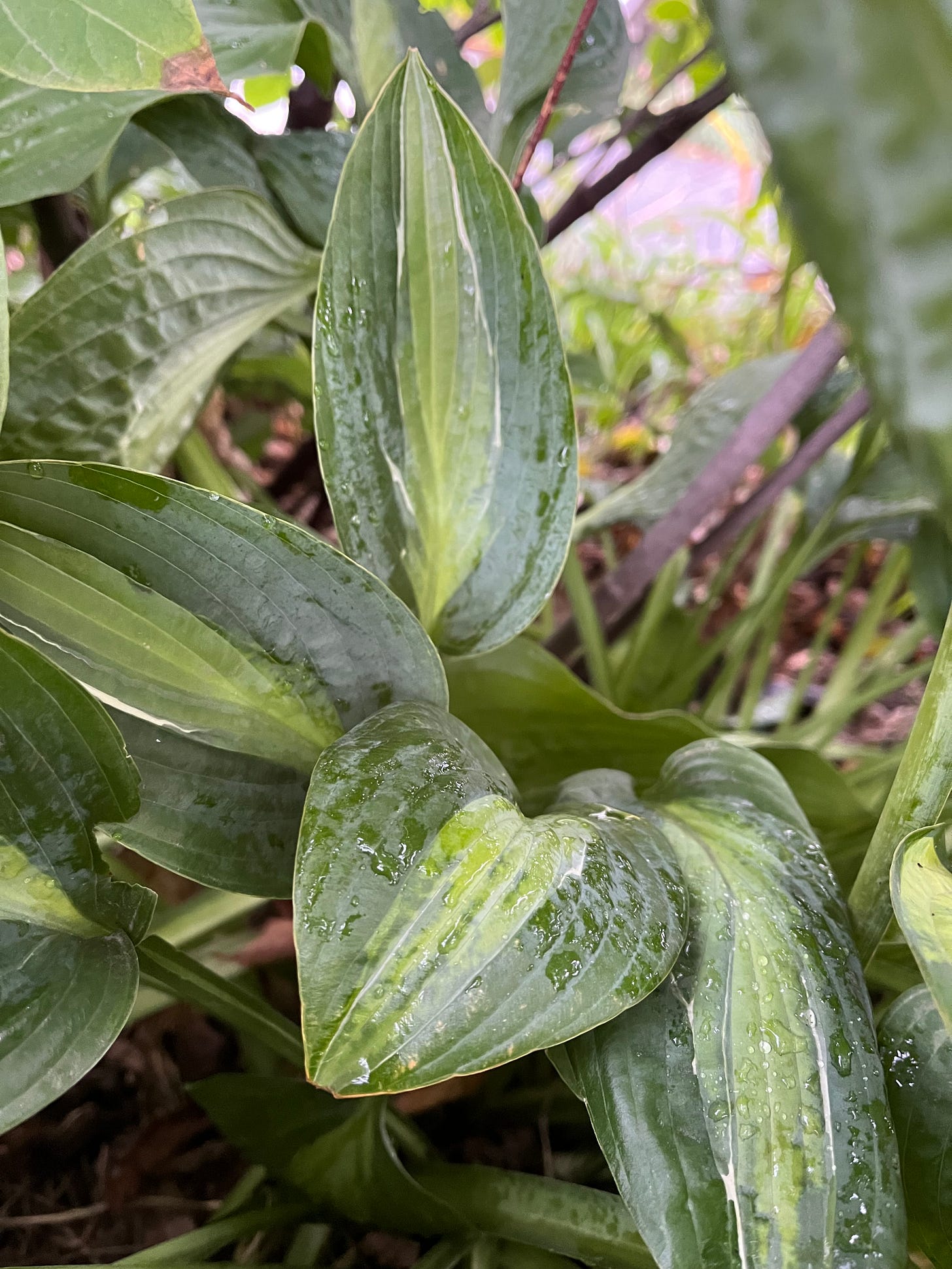 a variegated hosta right after rain a variegated hosta right after rain