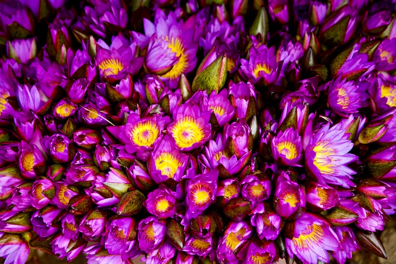 A dense cluster of purple water lilies with bright yellow centers, bundled for sale as Buddhist temple offerings. A dense cluster of purple water lilies with bright yellow centers, bundled for sale as Buddhist temple offerings.