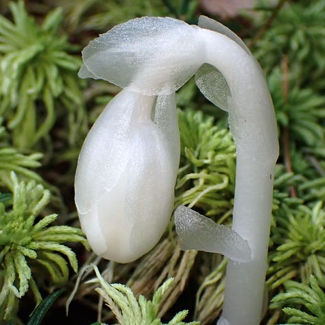 A series of three images shows a white Ghost Plant bud unfurling from a bed of moss.