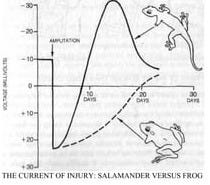 Robert o. becker & gary selden the body electric | PDF Robert o. becker & gary selden the body electric | PDF