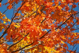 september-red-leaves september-red-leaves