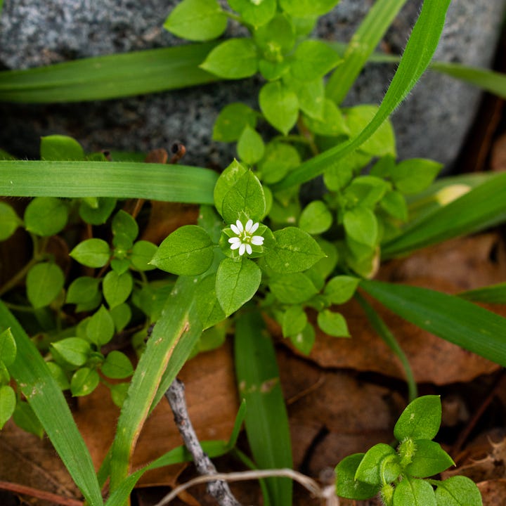 Close up photo of chickweed flowers and leaves, shot by JB Douglas for The Wild Grocery
