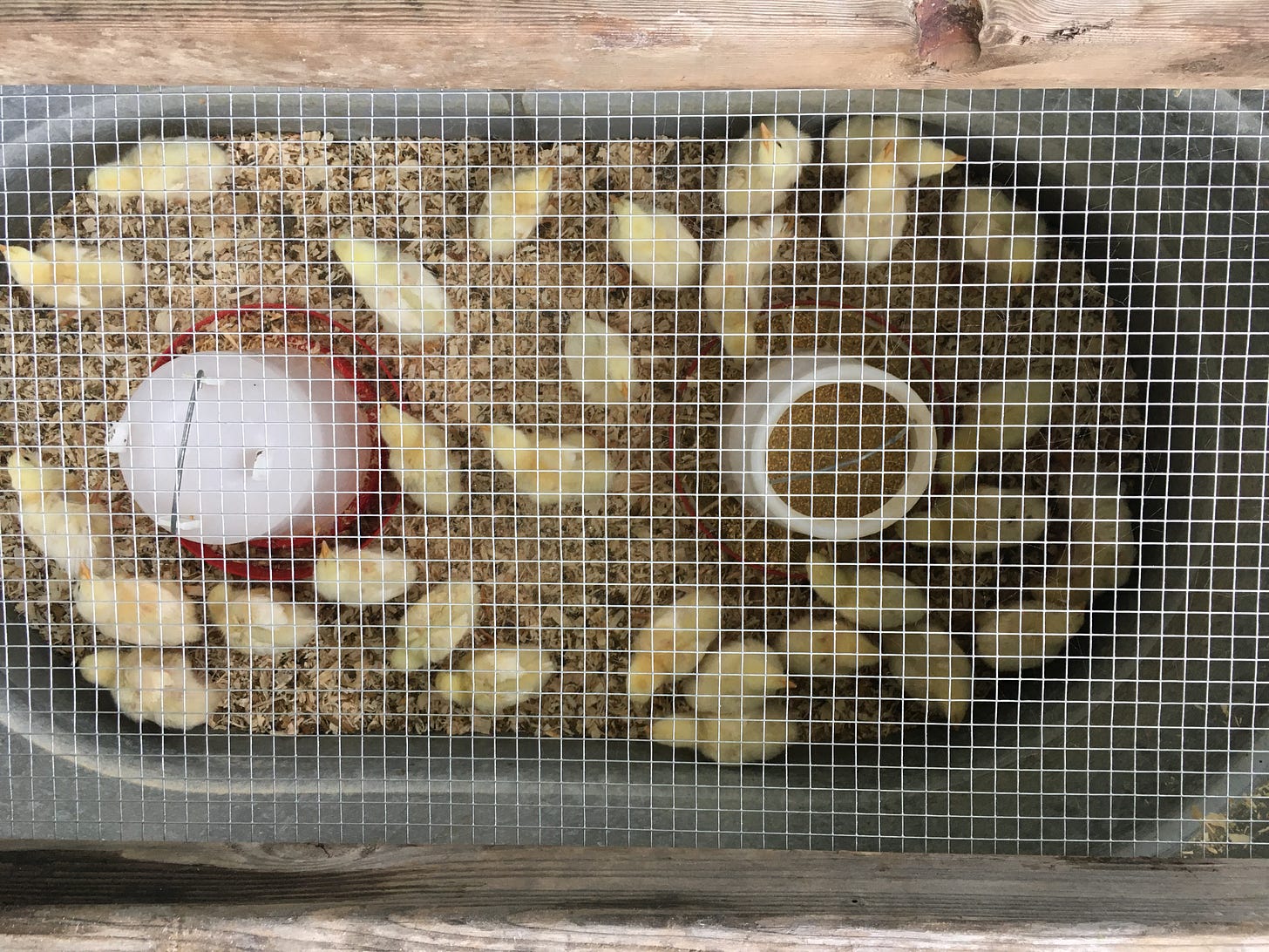 10-day old Cornish Cross chickens