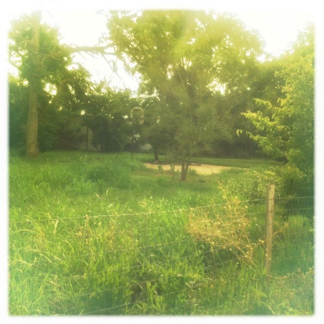 Empty lot with basketball hoop and paved half court surrounded by tall grass and trees