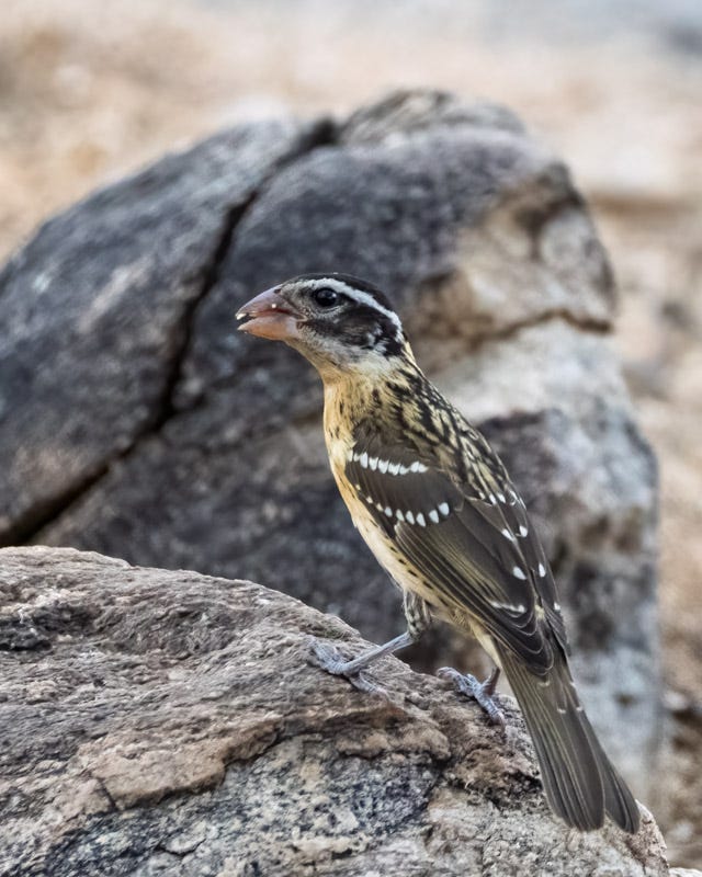 20250830-mby-20-Edit.jpg 20250830-mby-20-Edit.jpg