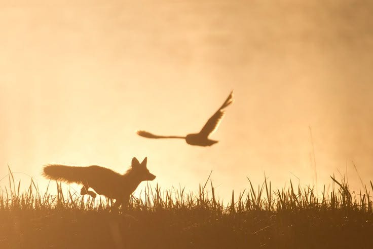 This may contain: two birds flying over the top of a grass covered hill with a dog running in front of it