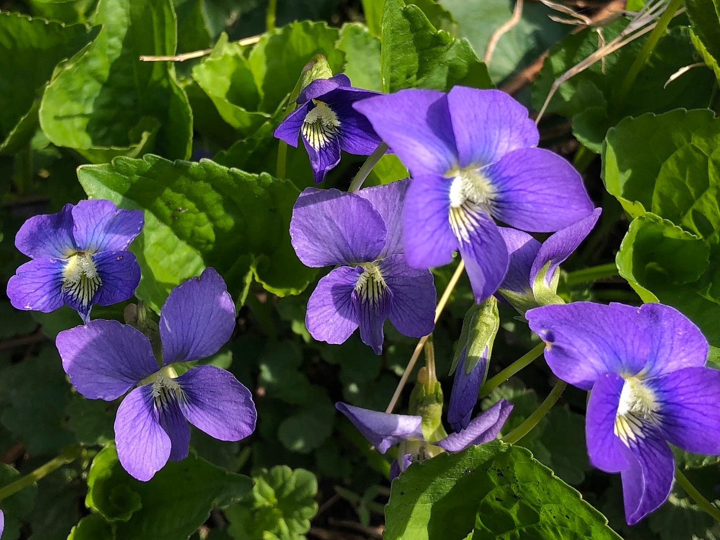 Wisconsin Wildflower | Wood Violet | Viola papilionacea| The Wisconsin ...