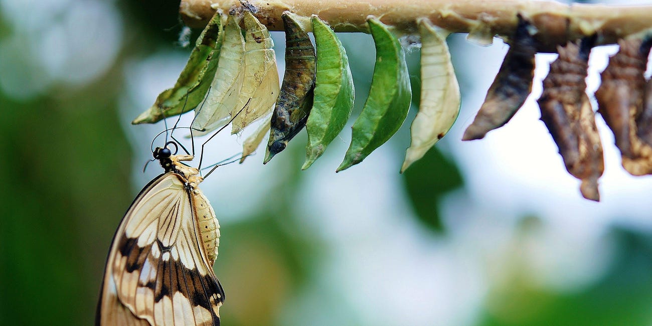 Feeling as Intelligence — Part 2: You’re Not Too Much — You’re Emerging