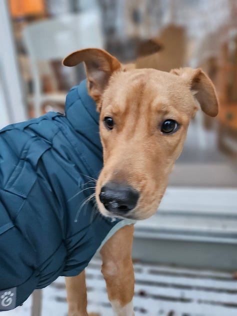 A collage featuring a copy of The Open Air Life, a screenshot of a model in a long black puffer coat from, a portrait of an amber mut in a blue coat