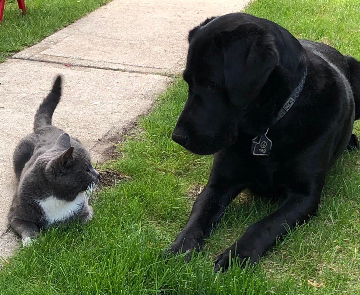 A black lab looking at a grey kitten, on the grass