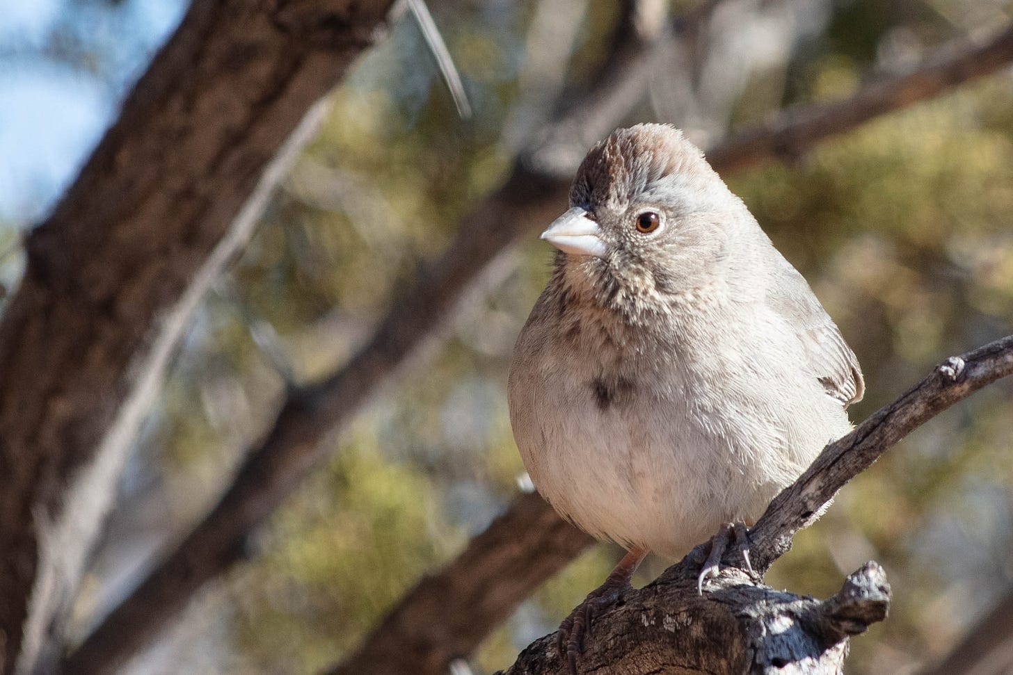 A close-up of a canyon towhee on a branch, facing toward the camera. The towhee is a plump sparrow with a pale gray body, a dark brown spot in the middle of its breast, and a brown stripe along the top of its head. The bird has brown eyes and a pale bill.