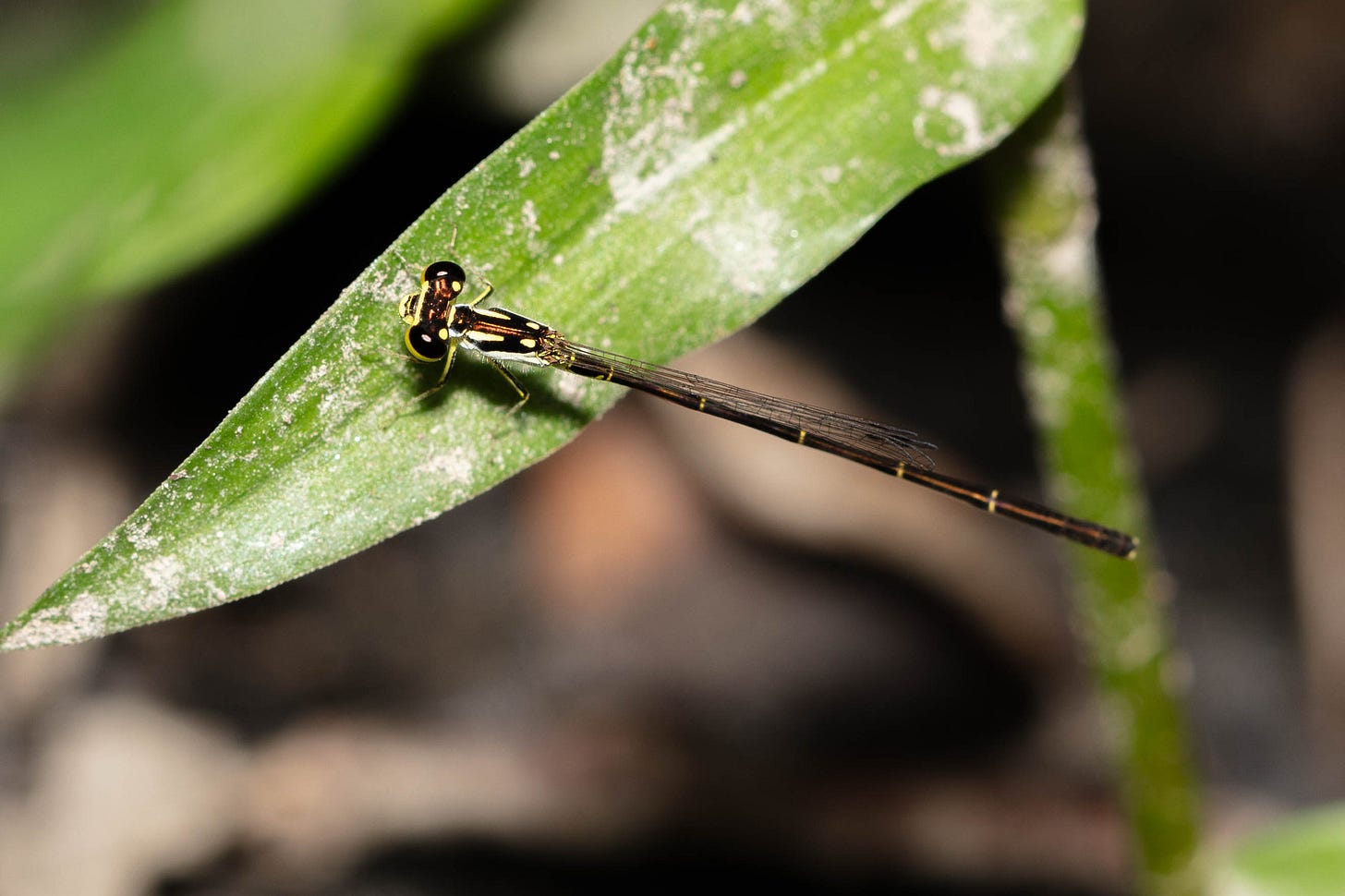 Overhead view of a small black and electric yellow-green damselfly resting on a leaf