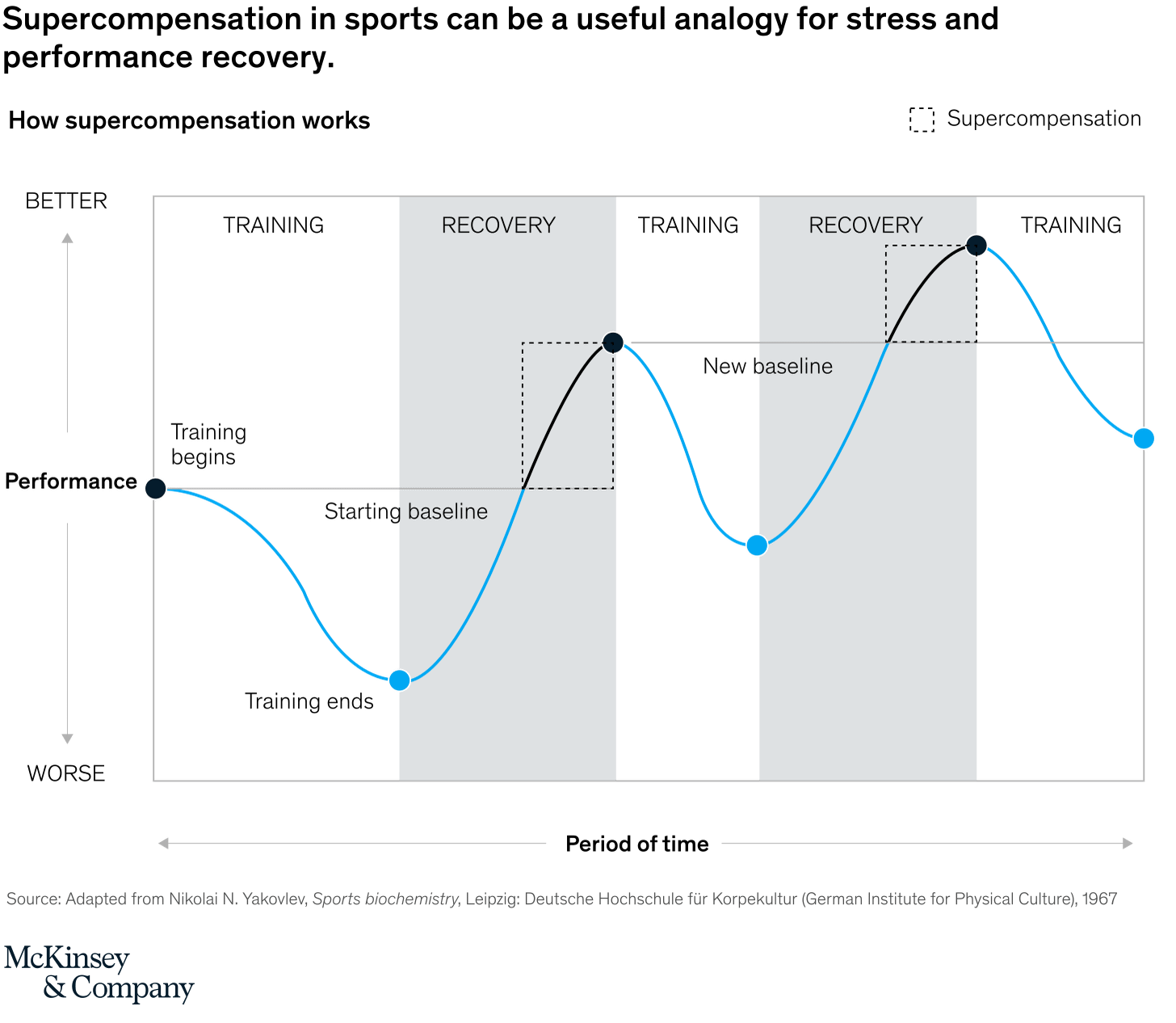 Supercompensation in sports can be a useful analogy for stress and performance recovery.