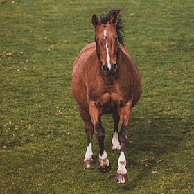 Research reveals new knowledge about treatment for PPID horses