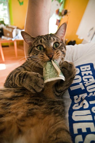 Best. Cat. Pic. Ever. Best. Cat. Pic. Ever.