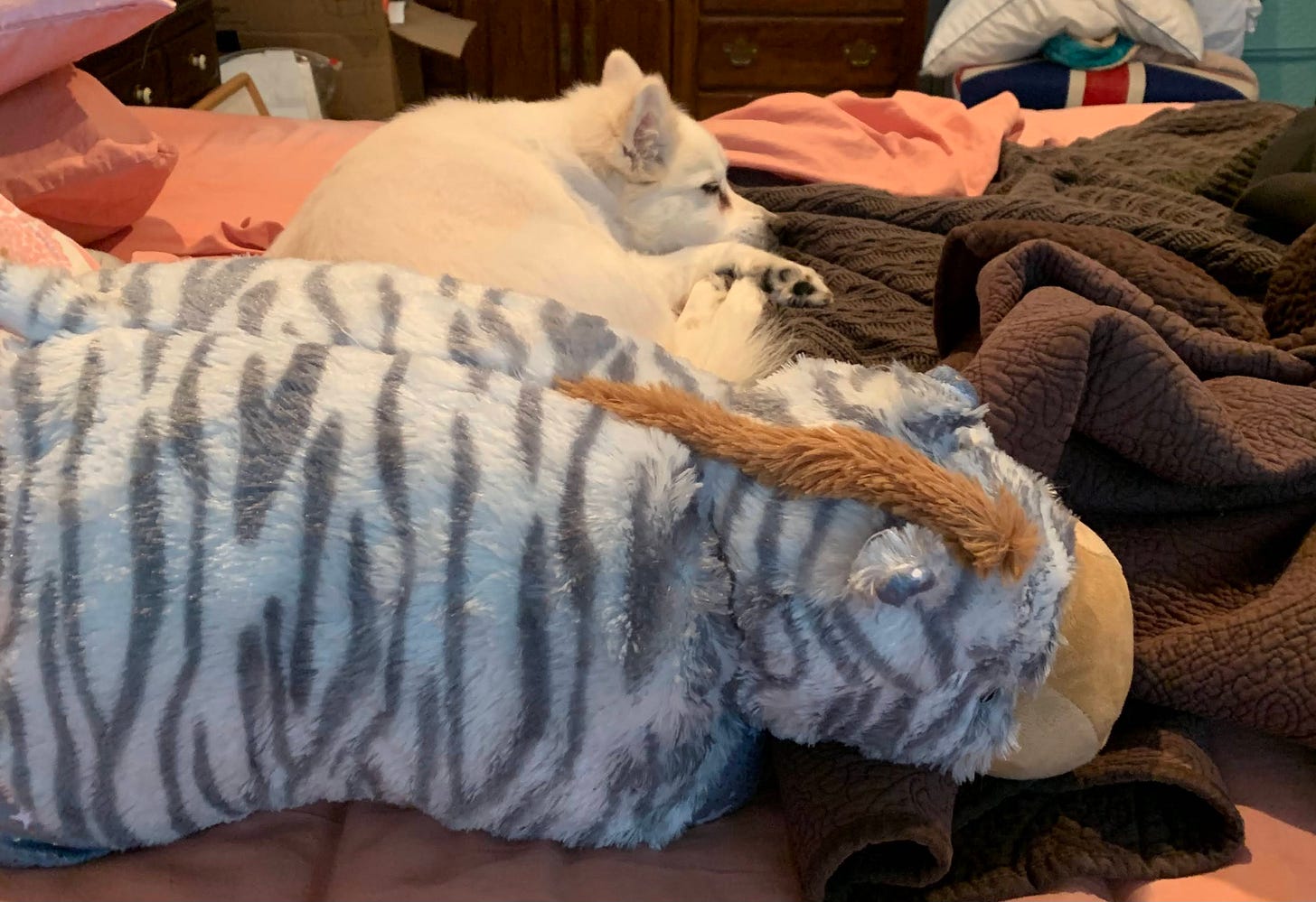 Skyler's dog Pip curled up next to the Zebra Pillow Pet