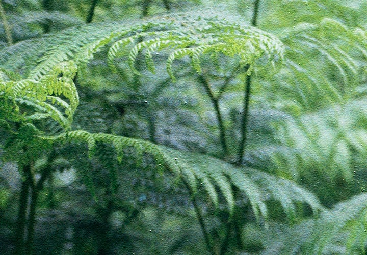 Image of a fern at 100%, on left with a hair on the negative, on the right it's been removed by Apple Photos ai clean up function
