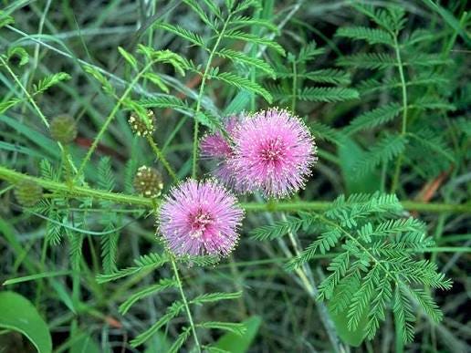 Mimosa microphylla (Littleleaf sensitive briar) | NPIN