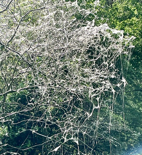 cocoon of caterpillers; small white moth with black spots; webbing on tree branches