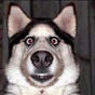 BeTruthful's avatar