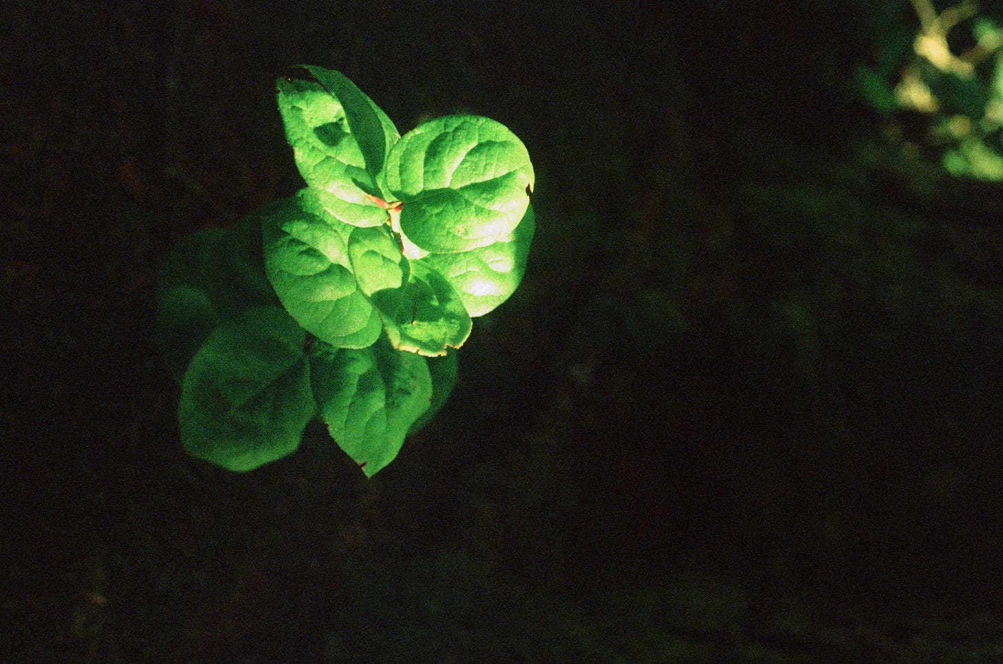 A film photograph shows bright sunlight on a single bright green leafy plant. The rest of the frame is mostly in shadow.