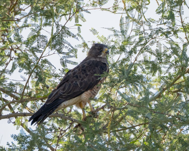 20250731-Manville-20-Edit.jpg 20250731-Manville-20-Edit.jpg