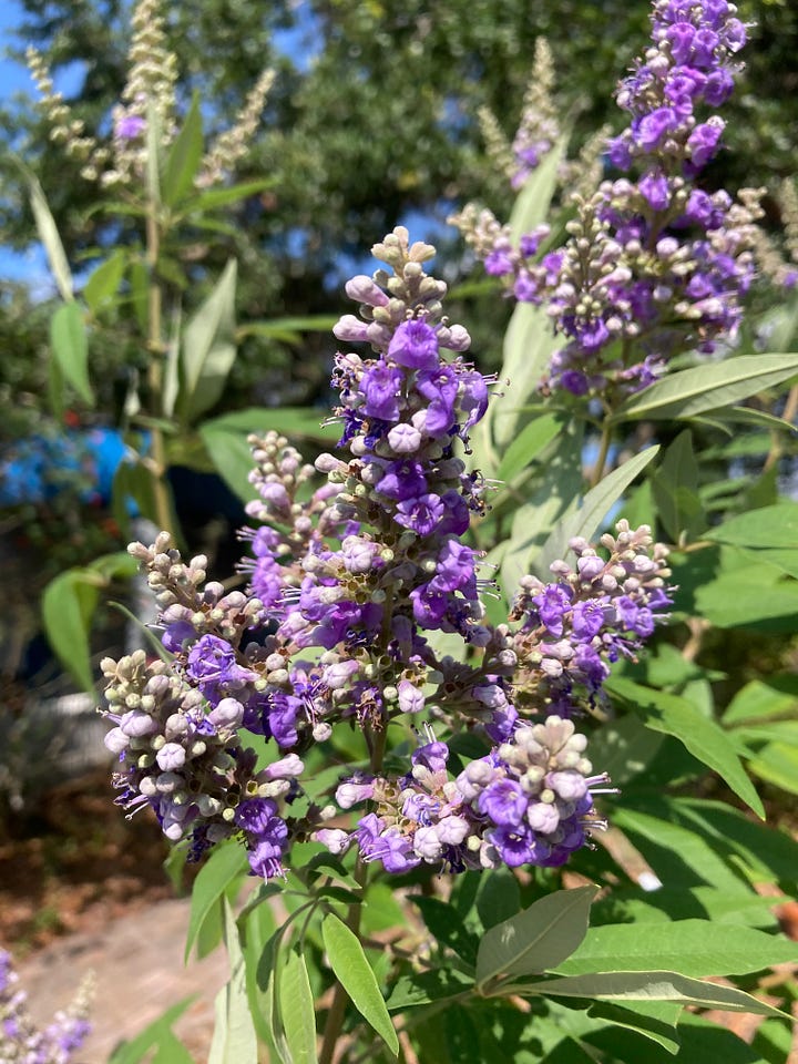 Current blooms in the Florida-Friendly Landscaping demo garden include orange tubular flowers of coral honeysuckle, yellow Starry rosinweed, purple spikes on chastetree, and small yellow thryallis flowers.