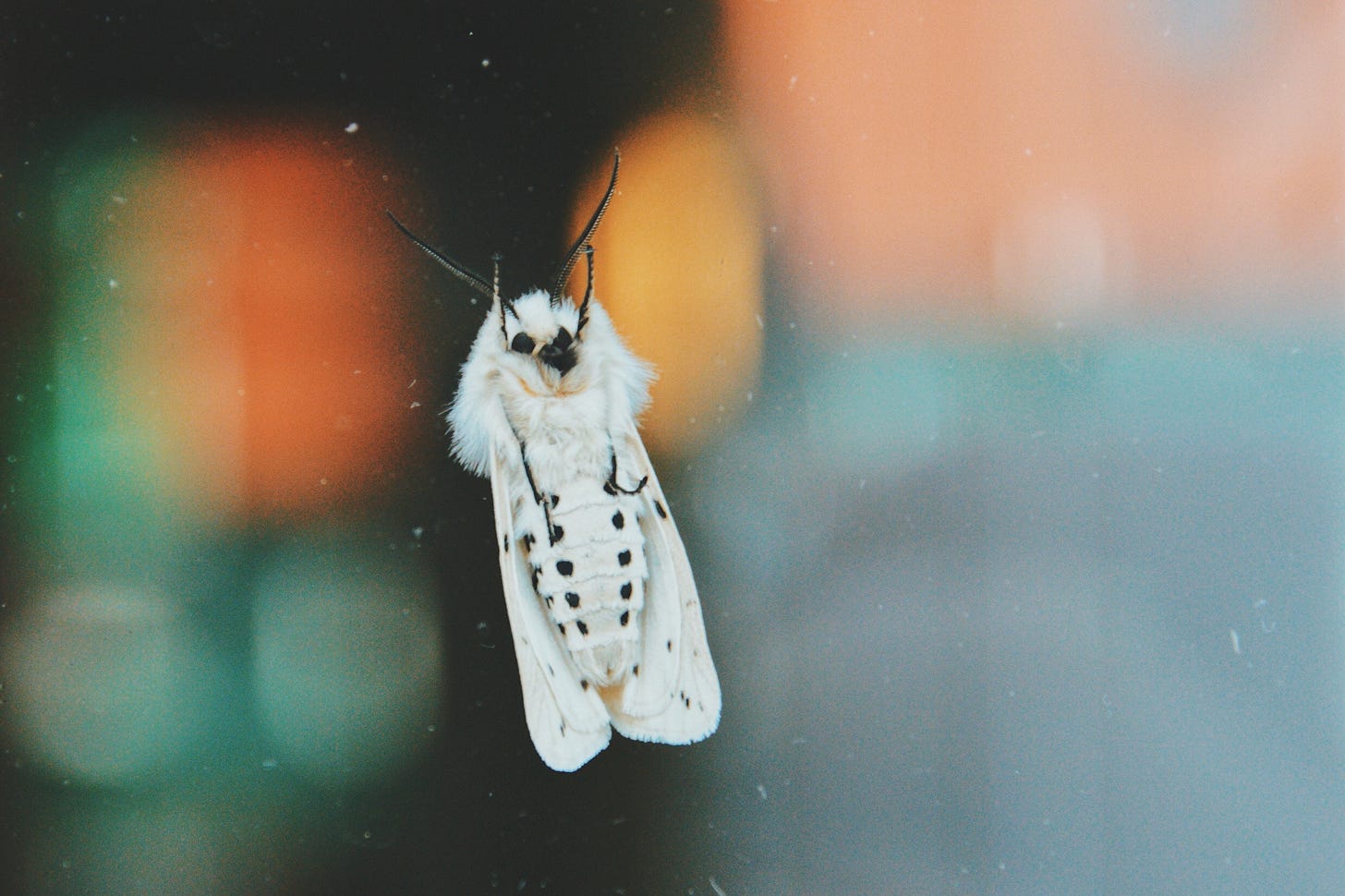 insect collapse moths insect collapse moths